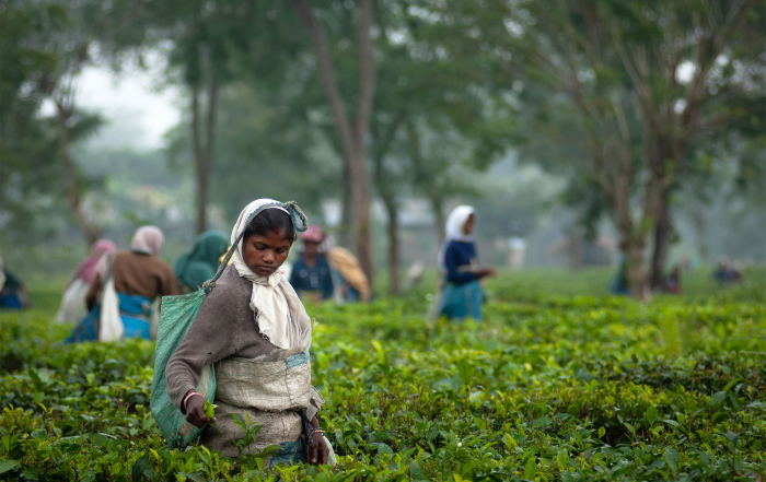 Tea-plantation-workers-in-Assam-India-PhotoRon--by-Ramtang-Shutterstock