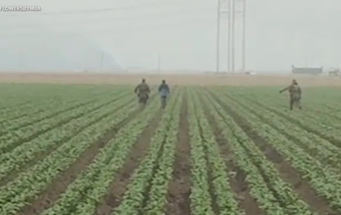 ICE-agents-chase-farm-workers-in-Ventura-County-California-Photo-ABC7